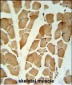 GLG1 Antibody (C-term)